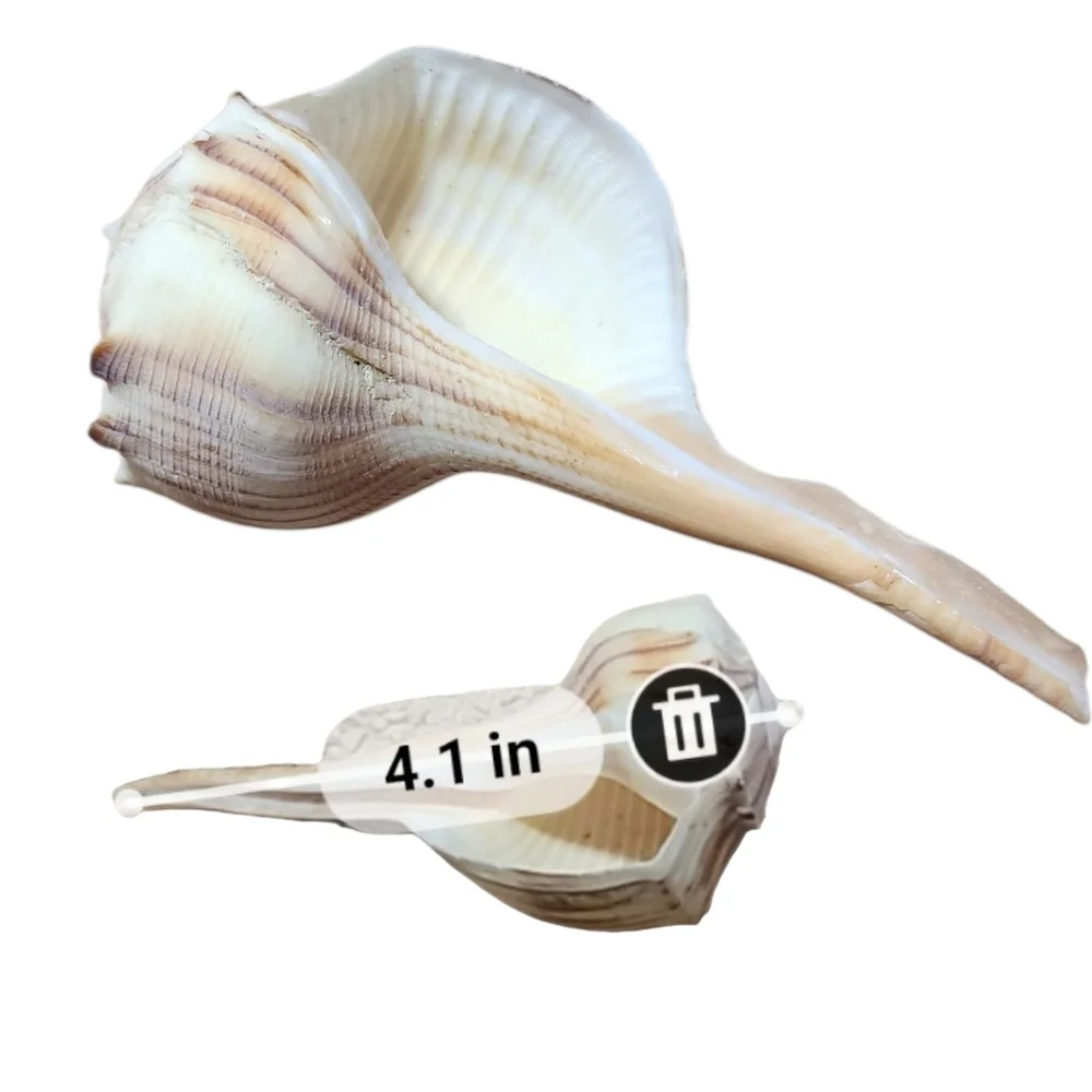 Assorted Shells - Picture 7 of 7